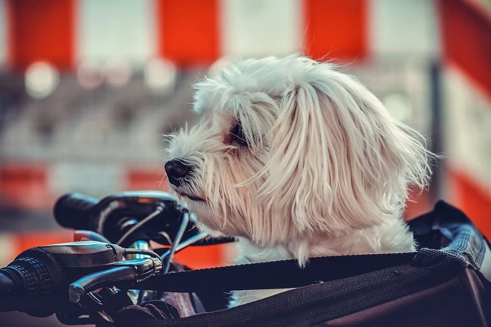 chien sacoche panier vélo
